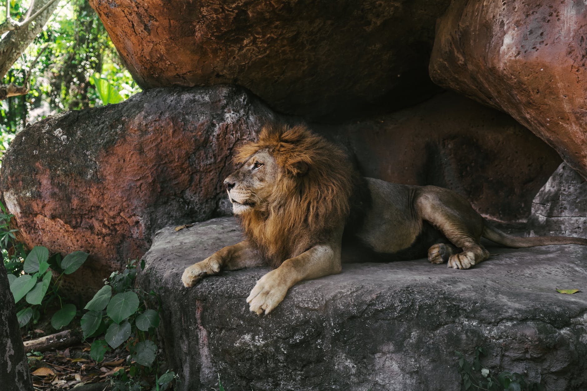 Zookeepers, Visitors, and Lions – Which One Are You?