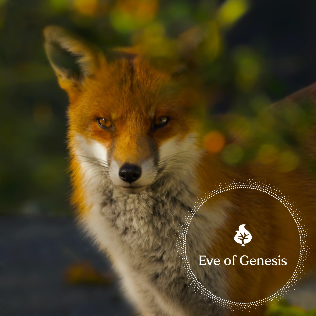 Little Fox No 2: A Lack of Watchfulness